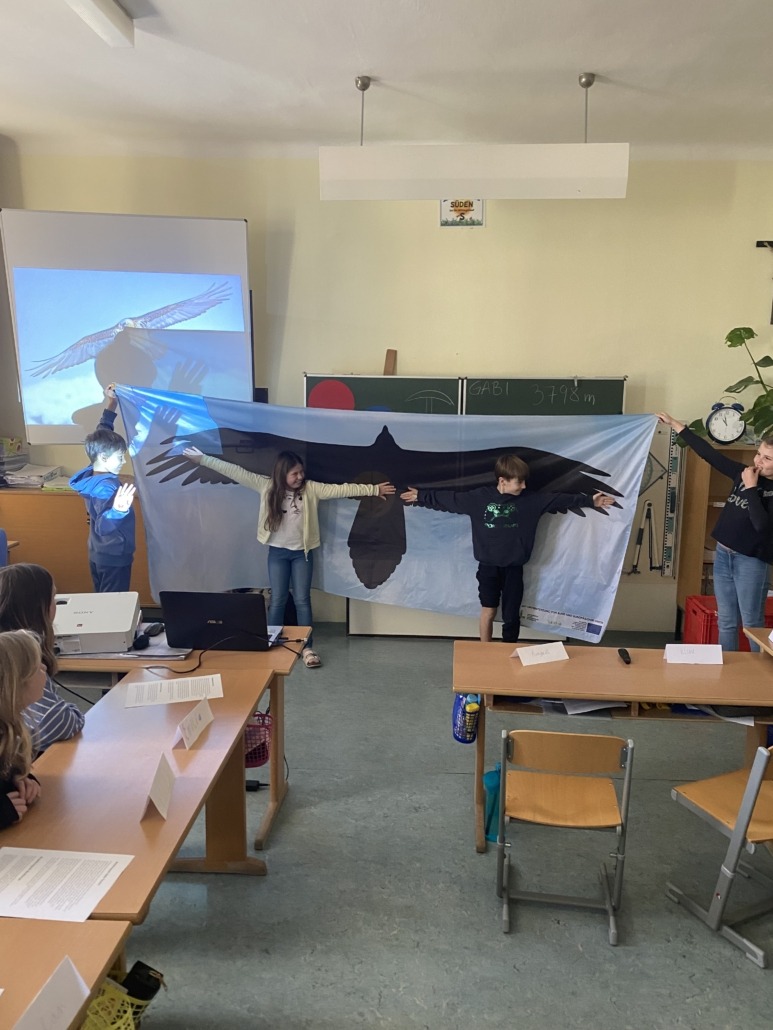 Spannweitenmessung eines Steinadlers